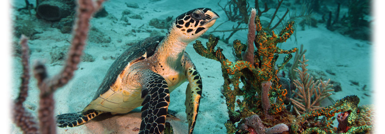 Scuba Diving at Grenada Dive Center