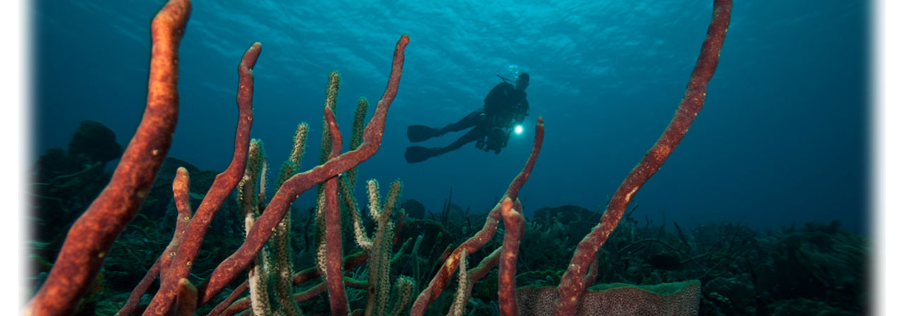 Scuba Diving at Grenada Dive Center