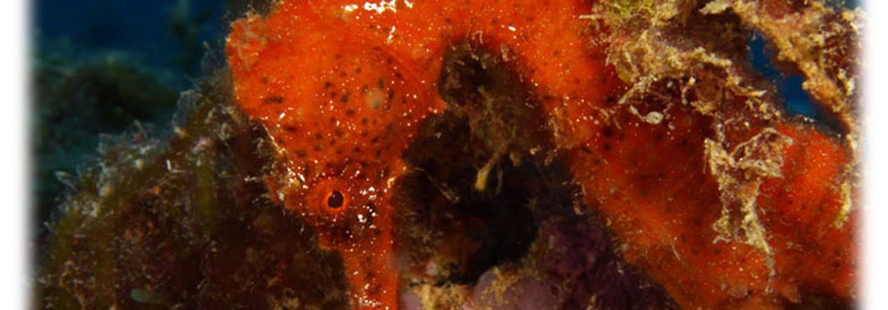 Scuba Diving at Grenada Dive Center