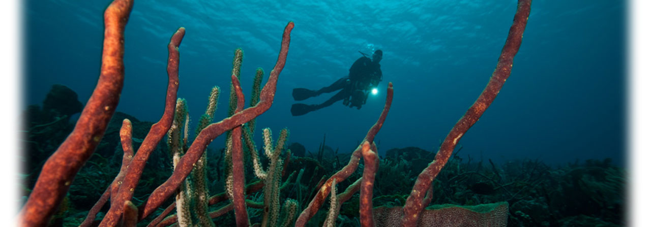 Scuba Diving at Grenada Dive Center